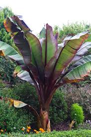 Image result for Ensete ventricosum