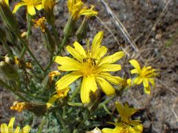 Image result for Crepis urundica