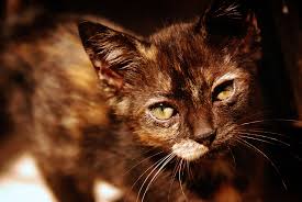 Check spelling or type a new query. Cat Scanner Is Your Cat A Tortoiseshell Cat