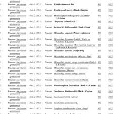 Image result for Anadelphia  scyphofera