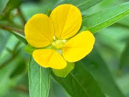 Image result for Ludwigia octovalvis
