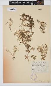 Image result for Keetia gueinzii