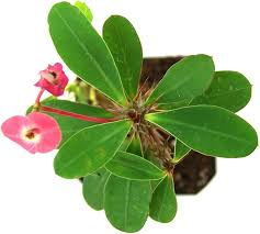 Image result for Euphorbia kilwana