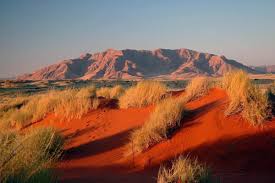 Image result for Kalaharia uncinata