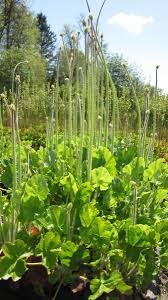 Image result for Heuchera cylindrica Greenfinch