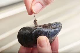 Sciacquate e passate ancora la paglietta se necessario. Come Pulire Le Cozze Cucinare Facile