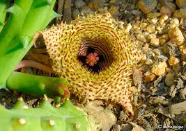 Image result for Huernia hystrix