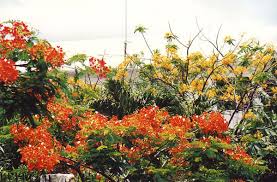 Check spelling or type a new query. St Martin News Network The July Tree A Royal Flowering Fit For Emancipation Day 2012