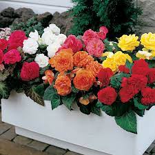Nonstop Mix Begonia Seeds From Park Seed