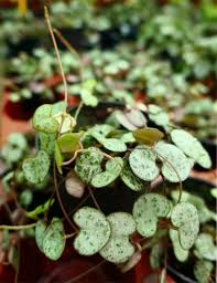 Image result for Ceropegia albipilosa