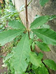 Image result for Vitex doniana