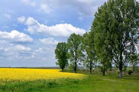'yellow landscape' was created in 1969 by fred williams in expressionism style. 1 661 000 Yellow Landscape Photos Free Royalty Free Stock Photos From Dreamstime