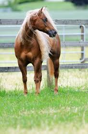 Beautiful Horse With Blonde Hair And A Rich Tan Coat Horses Beautiful Horses Horse Pictures