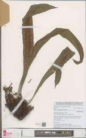 Image result for Asplenium africanum