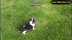 4,824 likes · 185 talking about this. Beagle Puppies For Sale In Baltimore Maryland Md Fort Washington South Laurel Reisterstown Youtube
