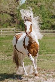 Pin On Missouri Foxtrotters