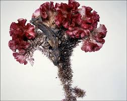 See more ideas about floral, watercolor flowers, watercolor paintings. Nobuyoshi Araki Artist News Exhibitions Photography Now Com