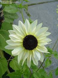 Pin By Nancy Savary Propst On Wedding Ideas White Sunflowers Flower Seeds Planting Flowers