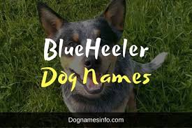 There is a large variability in price of these dogs, with red heeler puppies costing anywhere between $250 and $2,500 usd. 250 Blue Heeler Names For Perfect Australian Cattle Dogs 2021