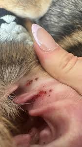 Image result for scabies dog ear