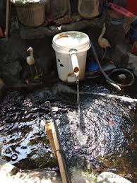 Keluarga Carry Dan Isabel Filter Air Kolam Ikan Koi Kolam Ikan Filter Filter Air