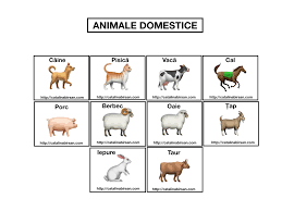 Check spelling or type a new query. Animalele Domestice Fisa De Colorat