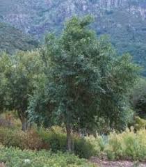 Image result for Halleria elliptica