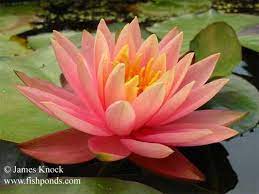 Check spelling or type a new query. Colorado Hardy Peach Water Lily Pond Products Canada Hydrosphere Water Gardens Peach Water Water Lily Tattoos Water Lily