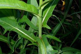 Image result for Lactuca indica