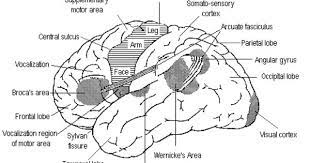 lobes and their functions neurolinguistics language and biology speech language therapy linguistics social science