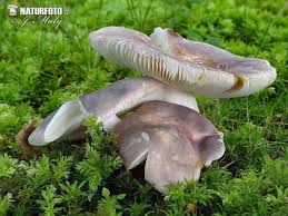 Image result for Russula sp
