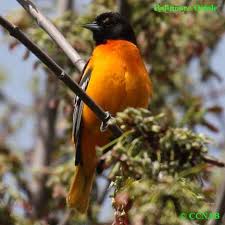 102 n farragut ave, orange, tx 77630. Orange Birds Birds By Color North American Birds Birds Of North America