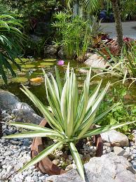 Image result for Furcraea