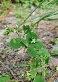 Image result for Drymaria