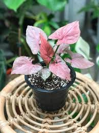 Tips cara mengembalikan warna daun syngonium pink yang berubah menjadi hijau.cara merawat syngonium pink. 12 Jenis Tanaman Syngonium Tercantik Dengan Warna Terunik