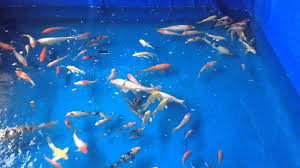 Cara Membudidayakan Ikan Koi Di Kolam Terpal Pak Tani Digital