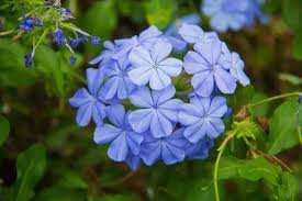 From indigo to powder, blue flowers are a unique touch to any bouquet. 6 Different Types Of Leadwort Flowers Home Stratosphere