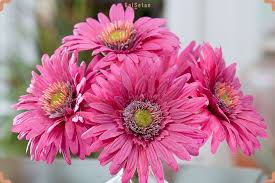 معرفی گل ژربرا Gerbera وانواع آن Gerbera Flower Gerbera Flowers