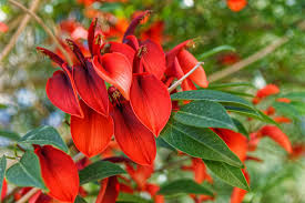 Image result for Erythrina excelsa