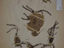 Image result for Laurembergia tetrandra