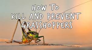 We did not find results for: How To Get Rid Of Grasshoppers Natural Grasshopper Control Epic Gardening