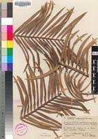 Image result for Encephalartos umbeluziensis