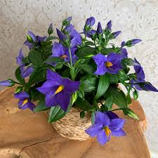 Image result for Exacum