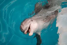 Upload, livestream, and create your own videos, all in hd. Dolphin Tale Set Clearwater Marine Aquarium
