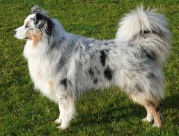 **since mini american shepherds are if you adopted a dog thru a shelter or rescue group that you believe is an aussie or part aussie, you. Australian Shepherd Wikipedia