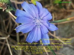 Image result for Gisekiaceae