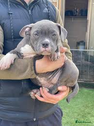 Xxl bully for sale near me new arrivals