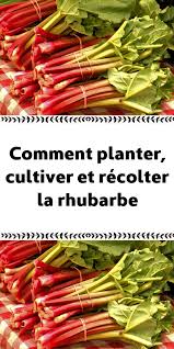 comment planter cultiver et recolter la rhubarbe potager facile comment planter jardinage potager