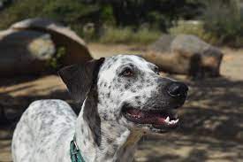 Bestseller · klassiker · versandkostenfrei · große auswahl Naming Your Spotted Dog Name Ideas For Dogs With Spots