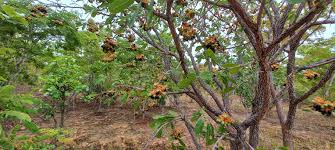 Image result for Ochna schweinfurthiana